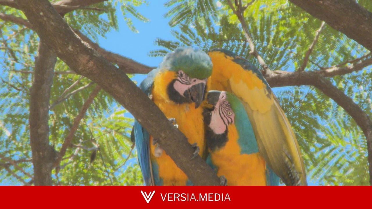 Bandos de araras 'invadem' o centro de Brasília e encantam moradores; veja imagens