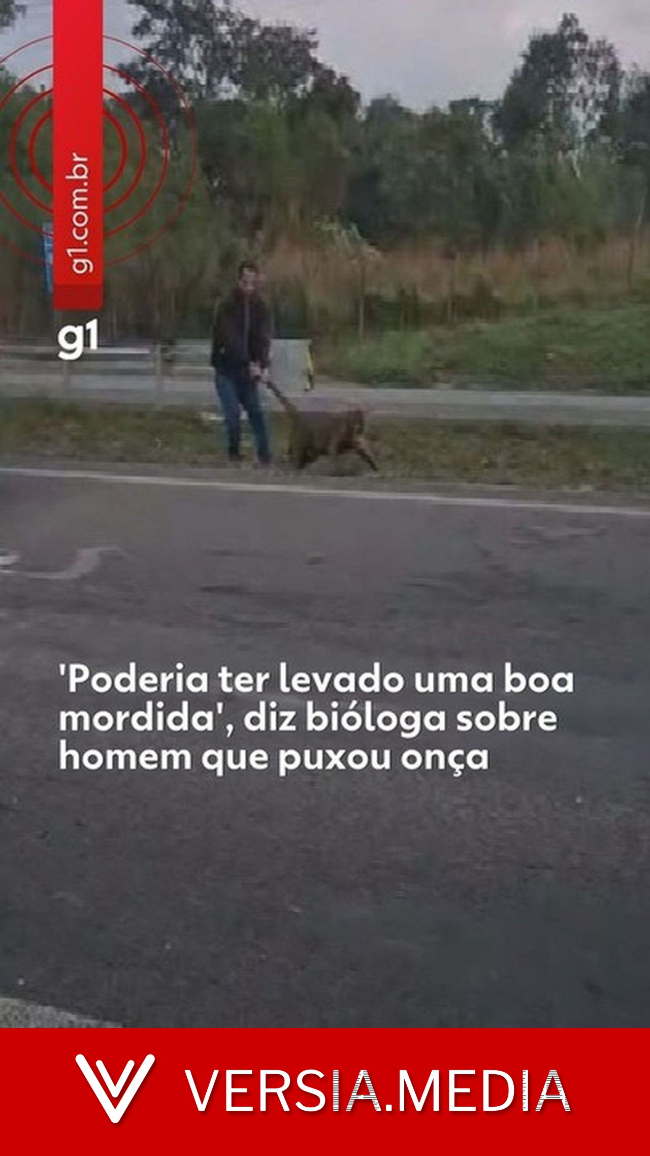 'Poderia ter levado uma boa mordida', diz bióloga sobre homem que puxou onça pelo rabo no interior de SP