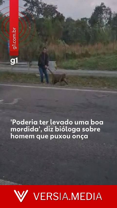 'Poderia ter levado uma boa mordida', diz bióloga sobre homem que puxou onça pelo rabo no interior de SP
