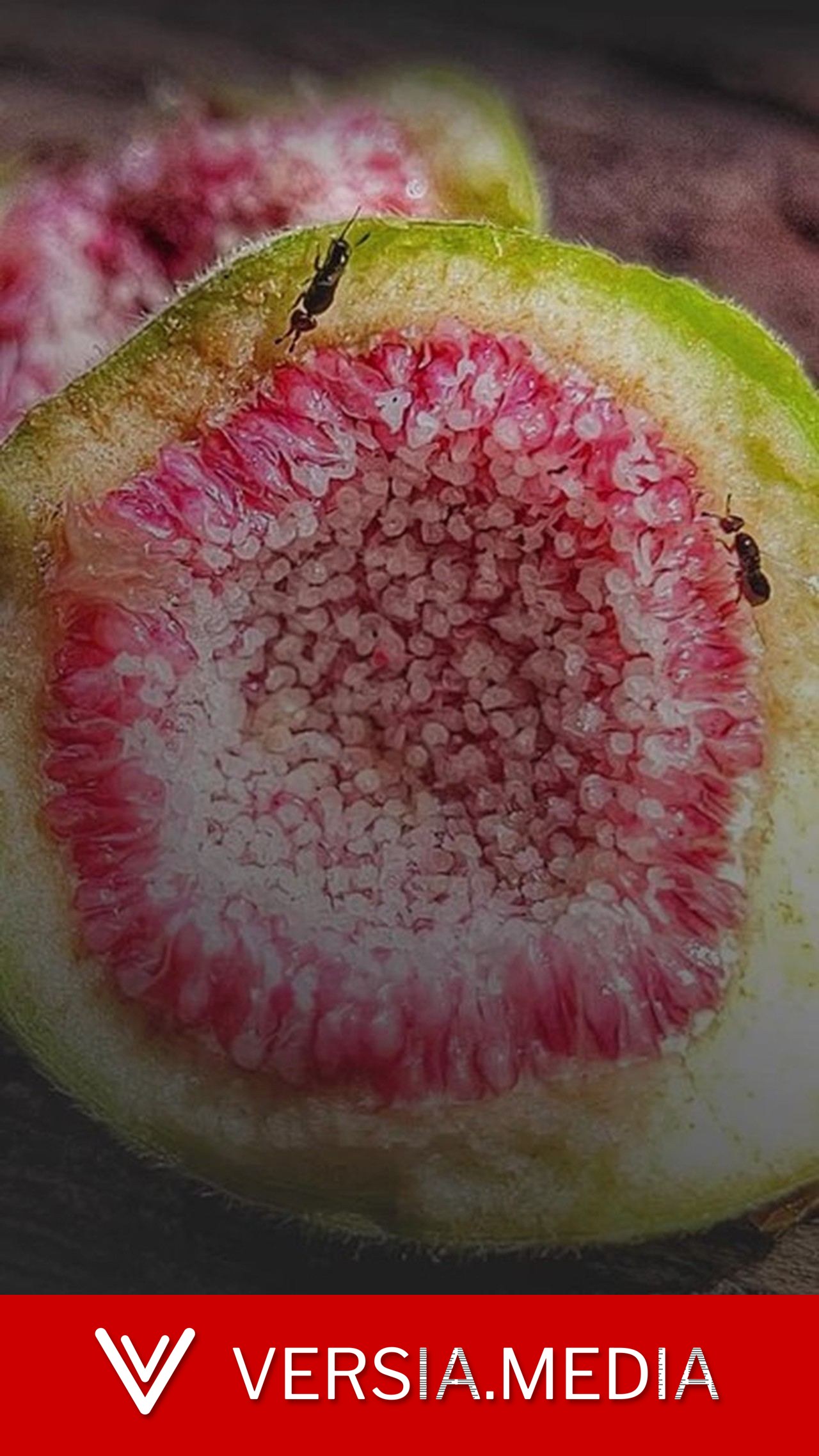Figo não é fruta e nem planta carnívora: entenda como ele consegue digerir vespas