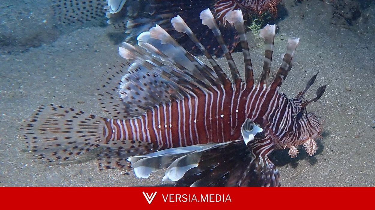Cidade do RN promove torneio de caça ao peixe-leão para conter espécie invasora no litoral