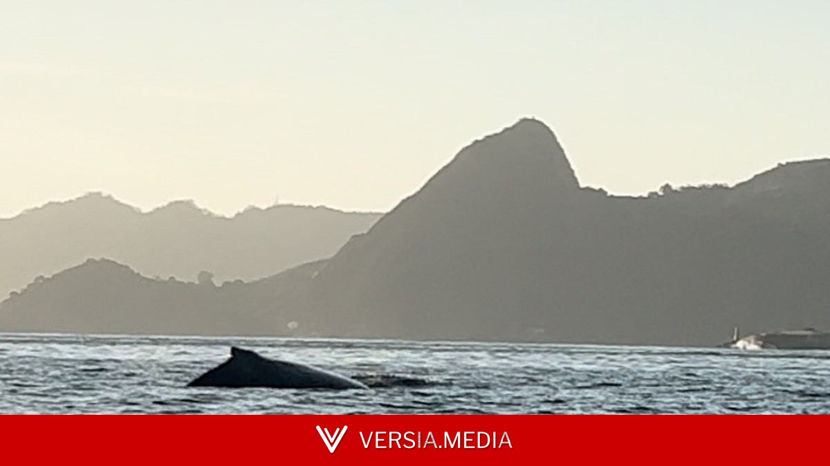 Golfinhos e baleias encantam moradores com aparições na Baía de Guanabara