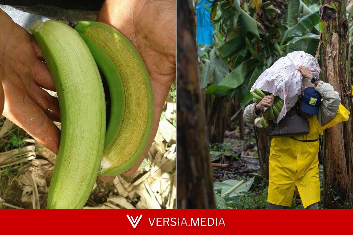 Por que as bananas ficam opacas? Fenômeno gera prejuízo de R$ 100 milhões durante o inverno em SP