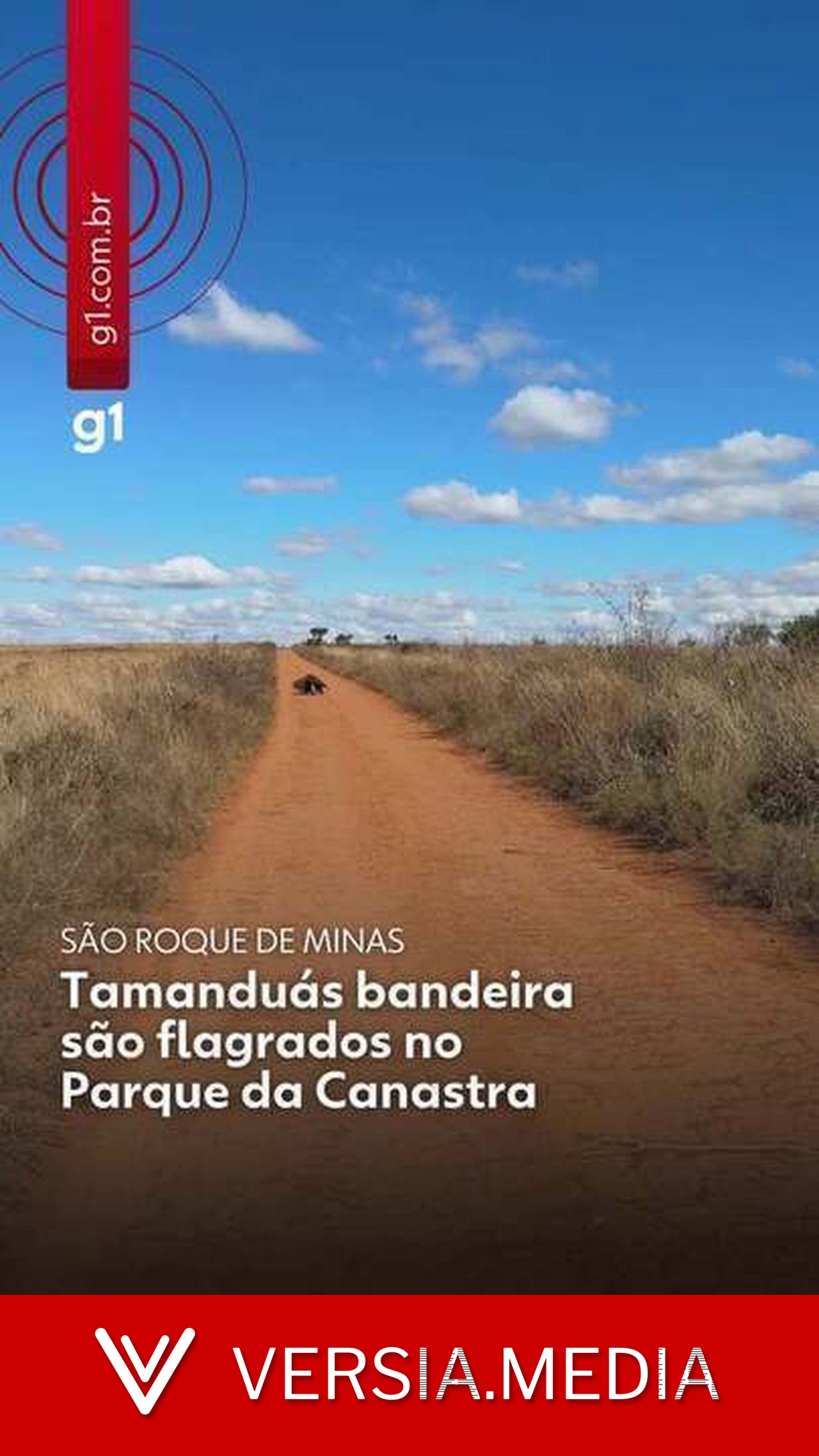 VÍDEO: Tamanduás-bandeira desfilam juntos na Serra da Canastra e registro encanta a internet