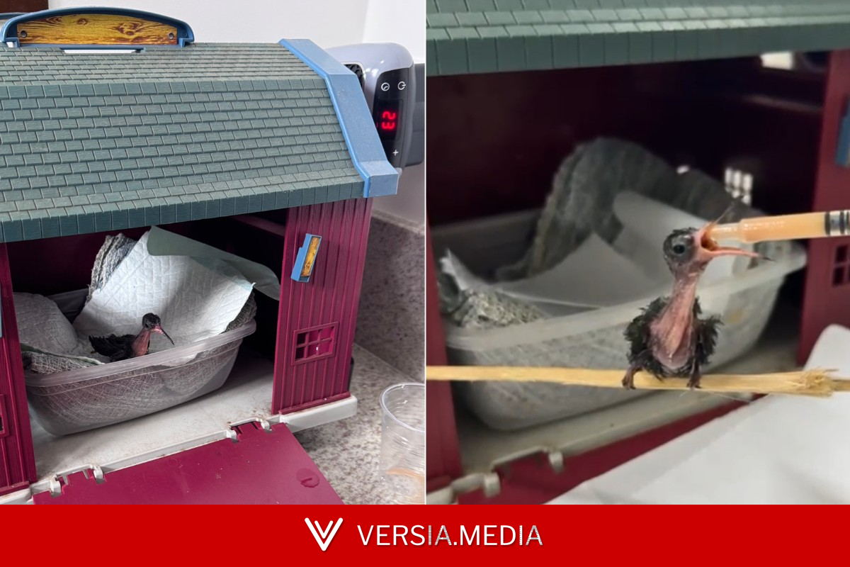 Veterinário resgata filhote de beija-flor, monta 'casinha' com aquecedor e faz alimentação especial para salvar ave no interior de SP