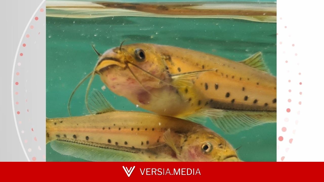 DNA da água em rio do ES ajuda cientistas a encontrar peixe ameaçado de extinção