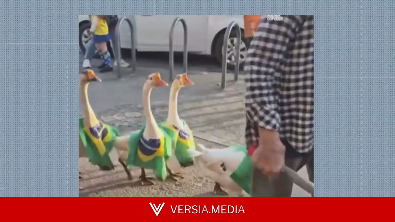 Pelotão verde e amarelo: gansos viralizam ao desfilar por ruas de Paciência com lenços com a bandeira do Brasil