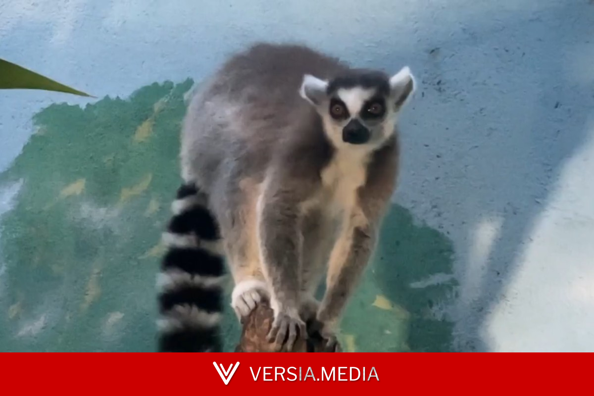 Lêmure do interior de SP faz ‘previsões’ e acerta resultados de jogos da Copa do Mundo: 'Faro de craque' — Real Estate | Versia.media