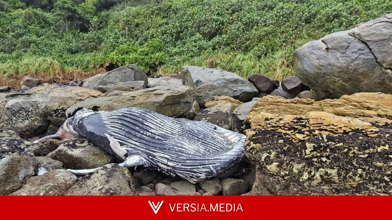 Baleia-jubarte é encontrada morta entre as pedras de praia em SC