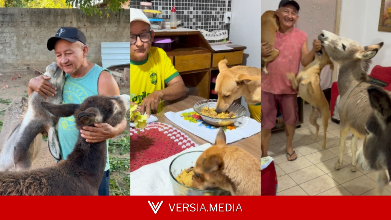 Cachorros sentam à mesa e jumentos abrem porta para comer em casa no Piauí; vídeo