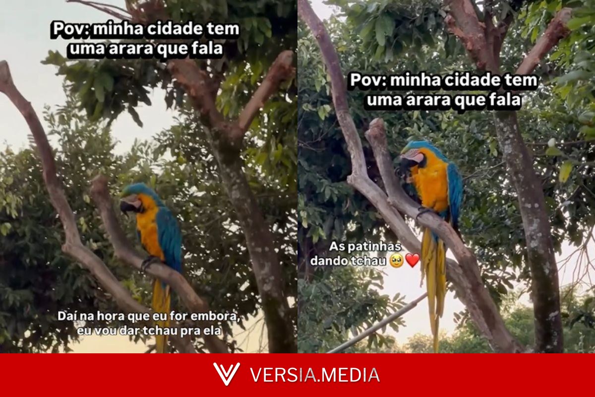 A arara que vive em praça pública e até ‘dá tchau’ a moradores em MS; veja vídeo