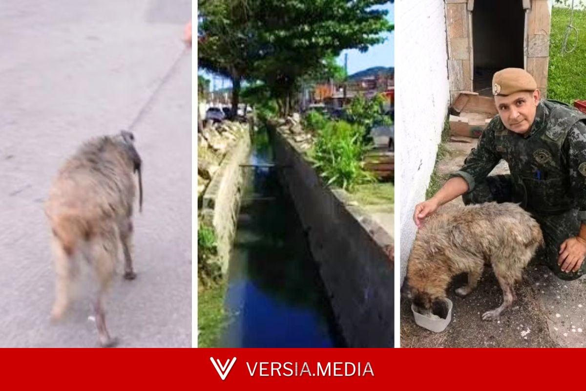Cachorro é resgatado por PM após passar horas dentro de canal no litoral de SP