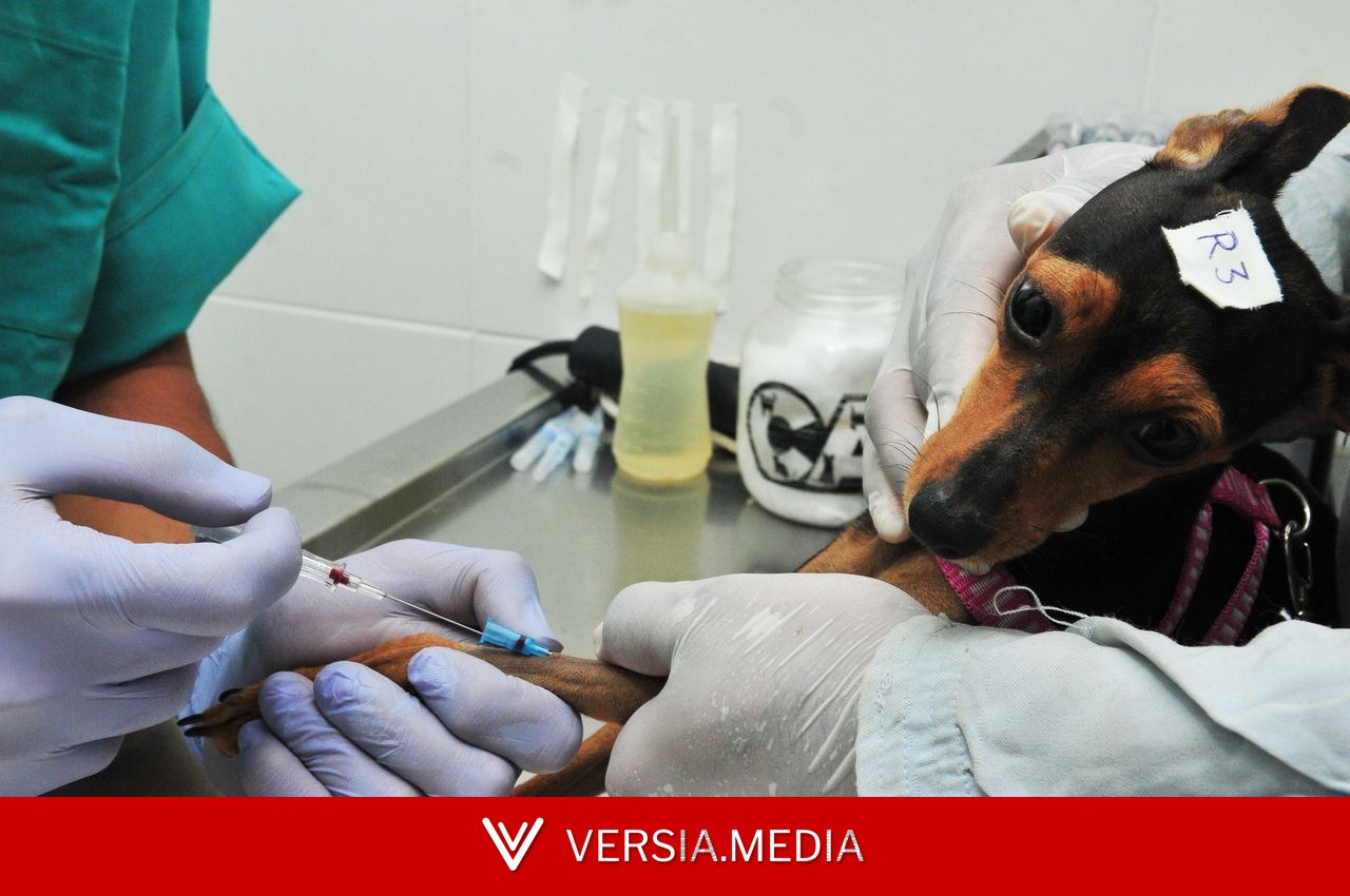 DF abre 660 vagas para castração gratuita de cães e gatos; saiba como se cadastrar