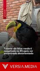 Tucano-de-bico-verde é resgatado após ser encontrado desorientado em Novo Hamburgo, no RS