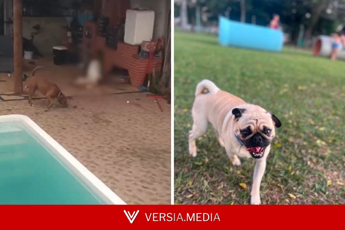 Pug morre após ser atacado por dois pit bulls durante passeio em São José dos Campos