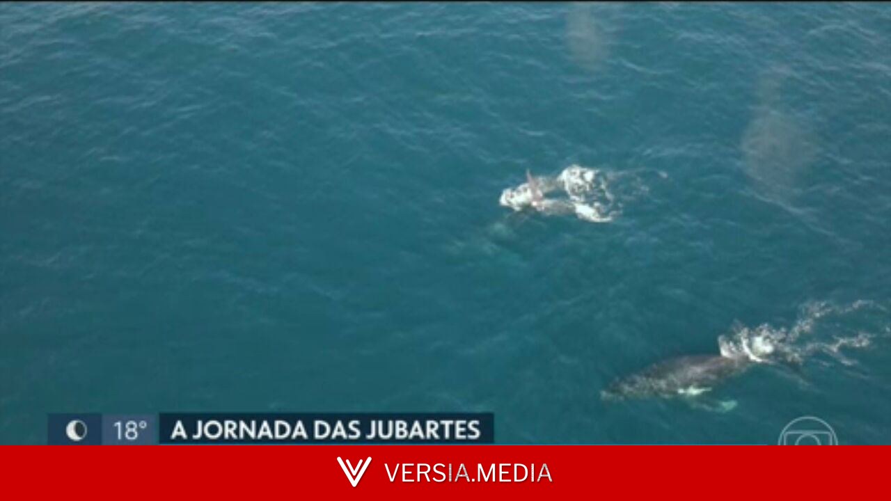 Por que as baleias-jubarte aparecem todos os anos no litoral do Rio? Entenda a migração dos gigantes do mar