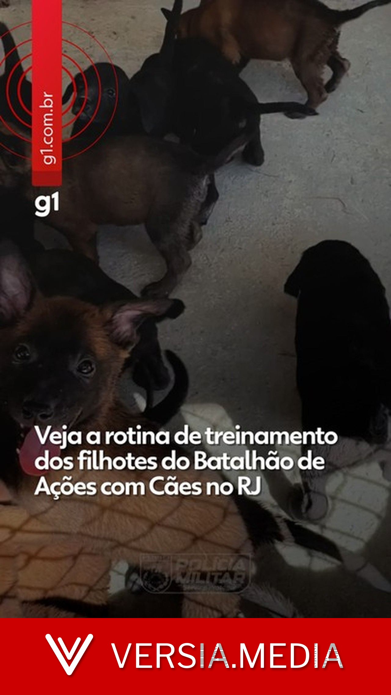 PM começa treinamento de 20 filhotes no Batalhão de Ações com Cães; VÍDEO