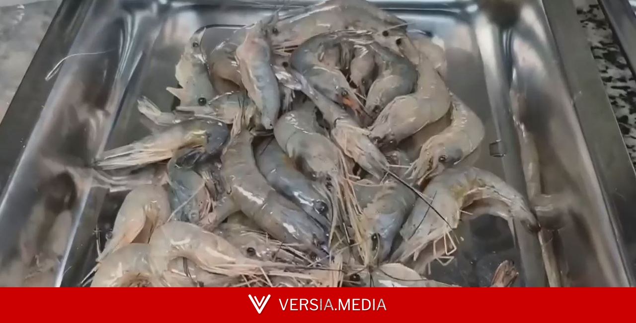 Pesquisa da Ueap cria petiscos e farinhas a partir de restos de pescado que seriam descartados