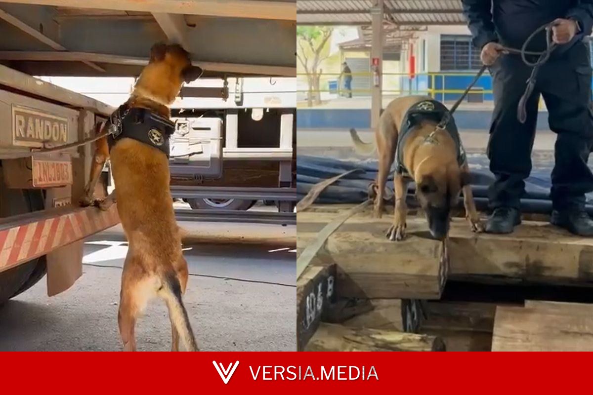 Cão farejador ajudou encontrar cocaína diluída em carga de madeira, que pode ser a maior da história do Brasil