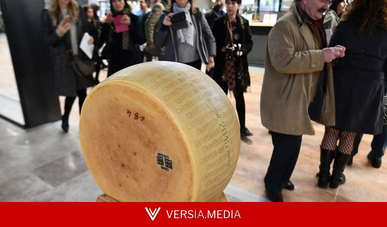 Calor extremo ameaça o parmesão e muda a produção do ‘rei dos queijos’