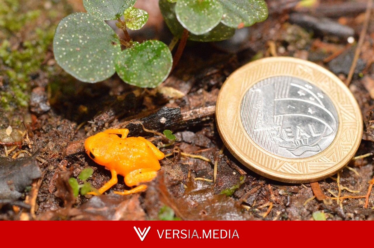 Ameaçado de extinção, surdo e desajustado: conheça sapinho-pingo-de-ouro que mede 1 cm encontrado no ES