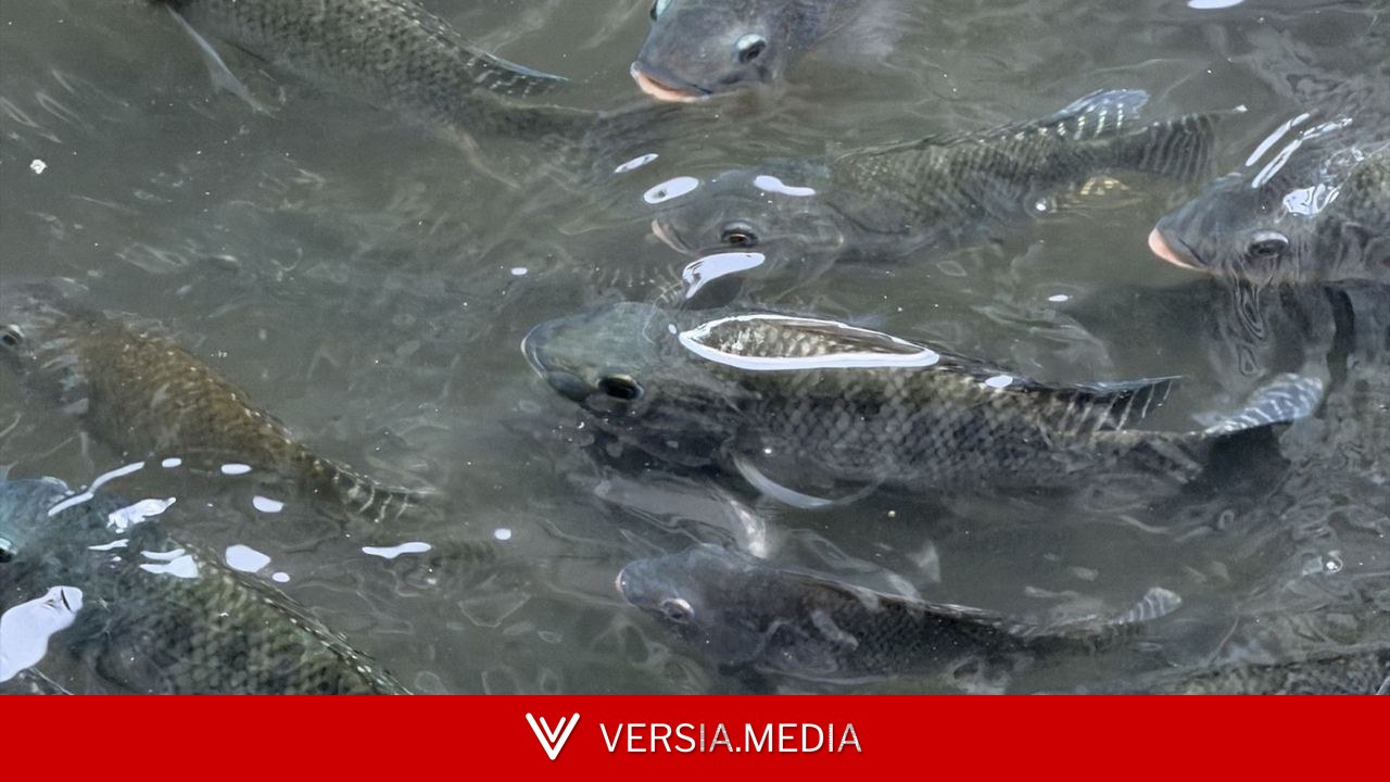 Peixes invasores e seus impactos ganham força com o aquecimento do planeta