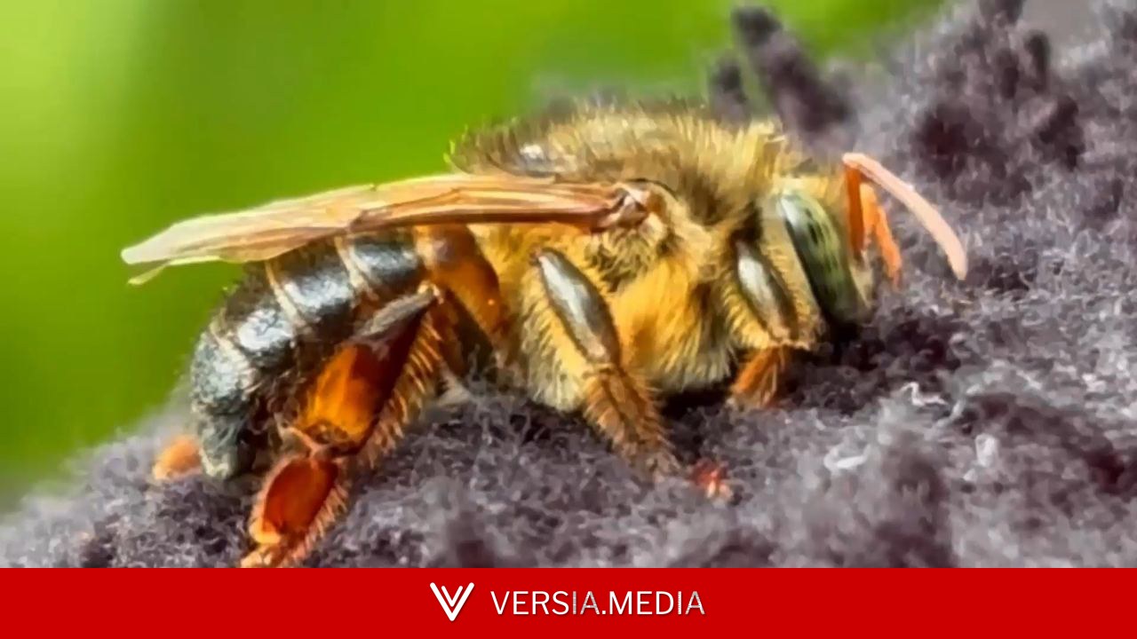 Curso gratuito ensina criação da abelha Borá em Roraima, espécie nativa sem ferrão da Amazônia