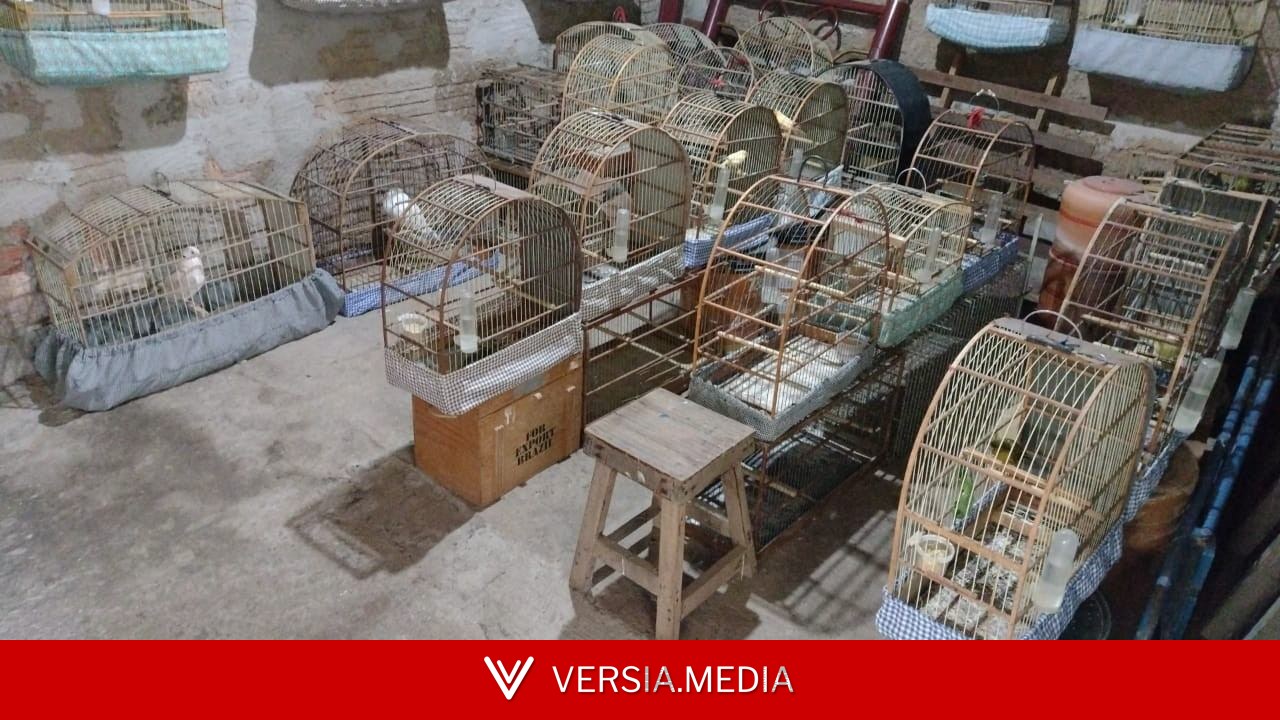 Polícia Ambiental encontra mais de 60 animais em situação irregular e aplica R$ 85,5 mil em multas em SP