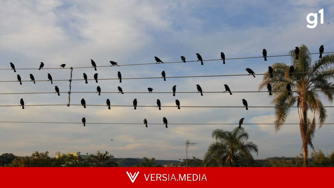 Foto de pássaros em fios vira sinfonia que vence Leão de Ouro em Cannes