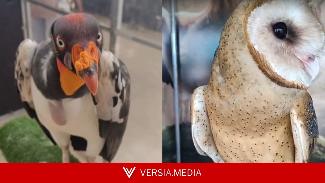 Expocrato segue até domingo (19) com 3 mil animais expostos e espaço para artesanato