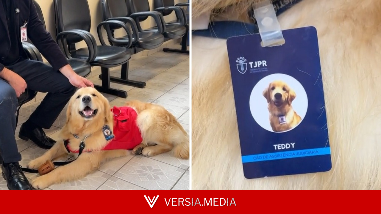Cachorro é 'contratado' por Fórum de Justiça do Paraná para apoiar vítimas de violência em depoimentos: 'Cãolaborador'