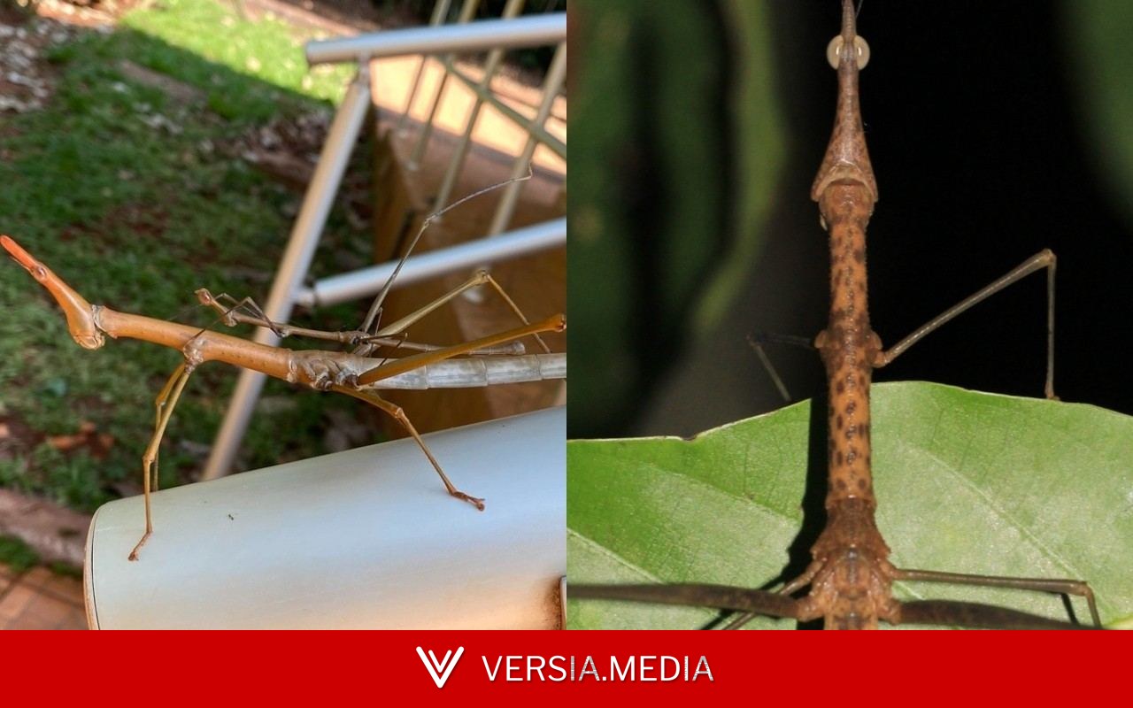 'Kamara' e 'Mãe da Mata': toadas do Boi Garantido inspiram nomes de novas espécies de gafanhoto descobertas por pesquisadora no Amazonas