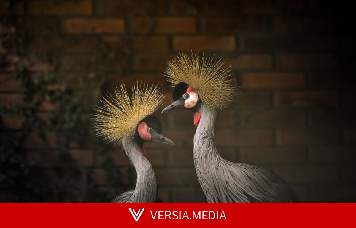 Aves silvestres exóticas famosas pela 'dança dos grous' são resgatadas do tráfico e ganham lar em zoo no RS; conheça a espécie