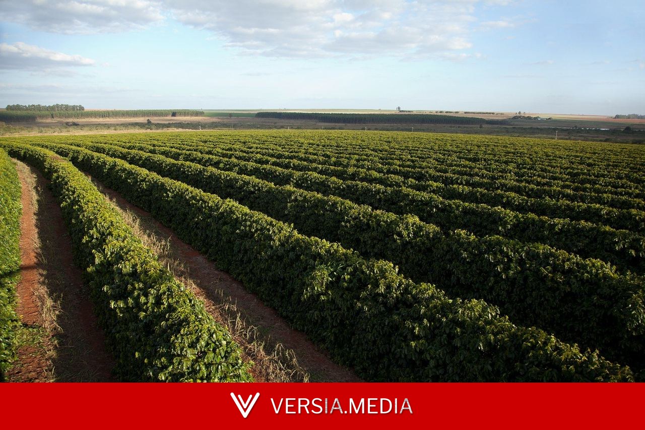Golpe milionário: casal preso em Portugal é suspeito de enganar cafeicultores mineiros